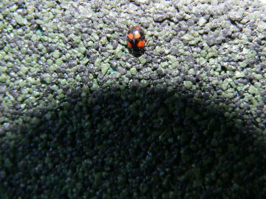 Adalia bipunctata - kétpettyes katica