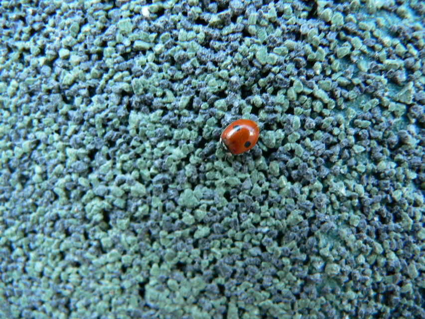 Adalia bipunctata - kétpettyes katica