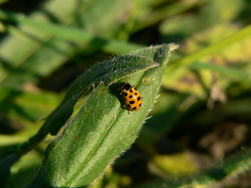 Hippodamia tredecimpunctata - mocsári katica