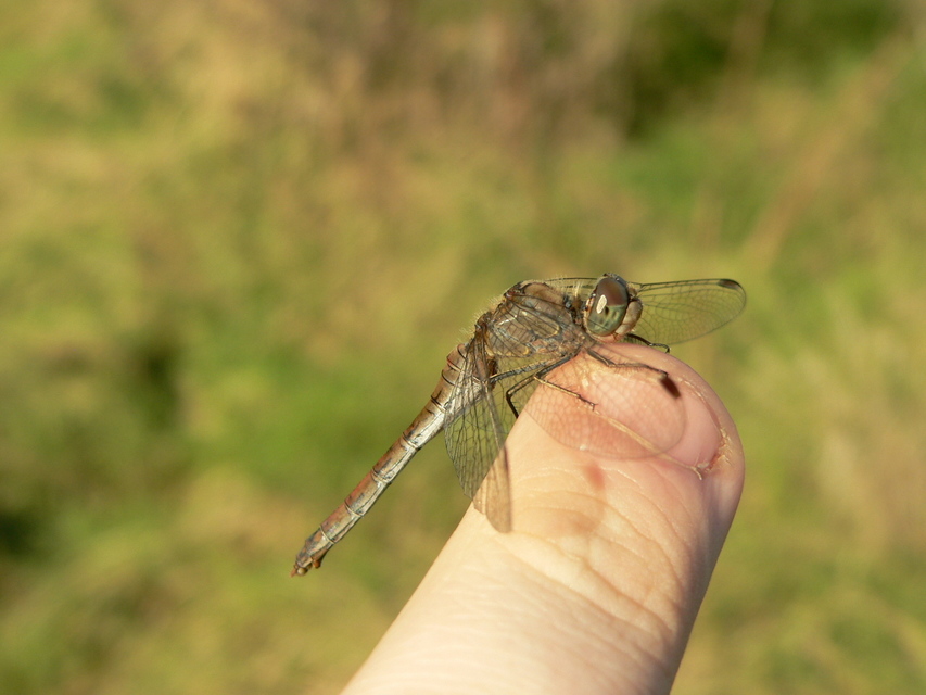 Sympetrum striolatum - harántsávos katona-szitakötő