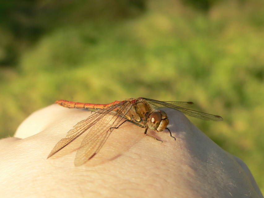Sympetrum striolatum - harántsávos katona-szitakötő