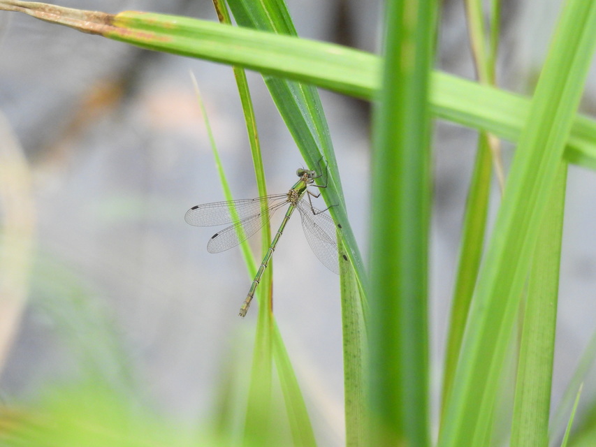 Lestes sponsa - lomha rablószitakötő