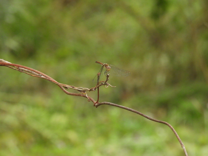 Sympetrum striolatum - harántsávos katona-szitakötő