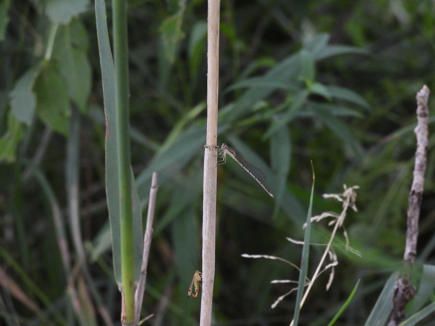 Sympecma fusca - téli rablószitakötő