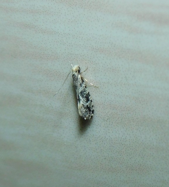 Nemapogon