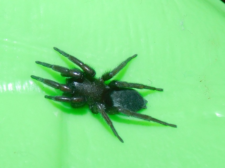 Scotophaeus
