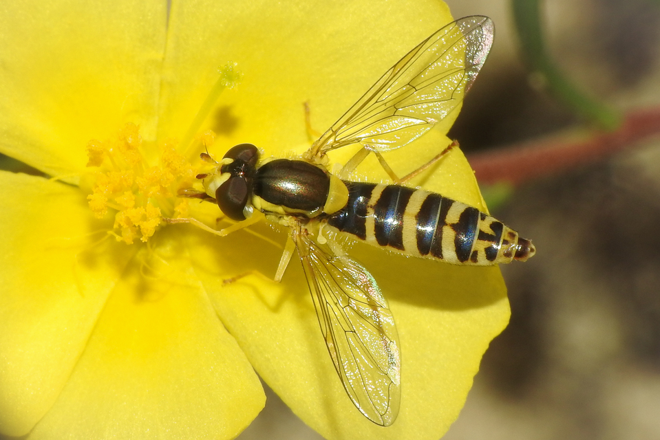 Sphaerophoria