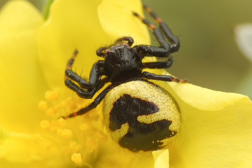 Synema ornatum - kutyatej-karolópók