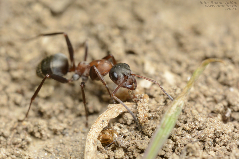 Formica cunicularia - gyakori rabszolgahangya
