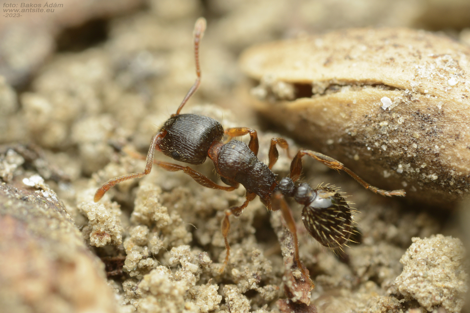 Tetramorium