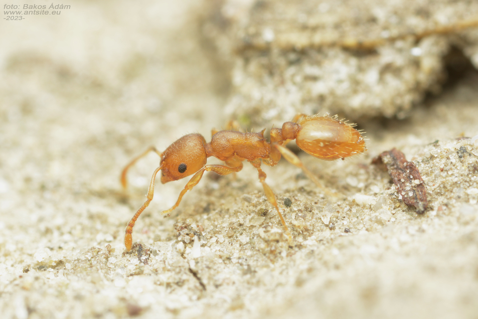 Temnothorax crassispinus - gubacslakó kéreghangya