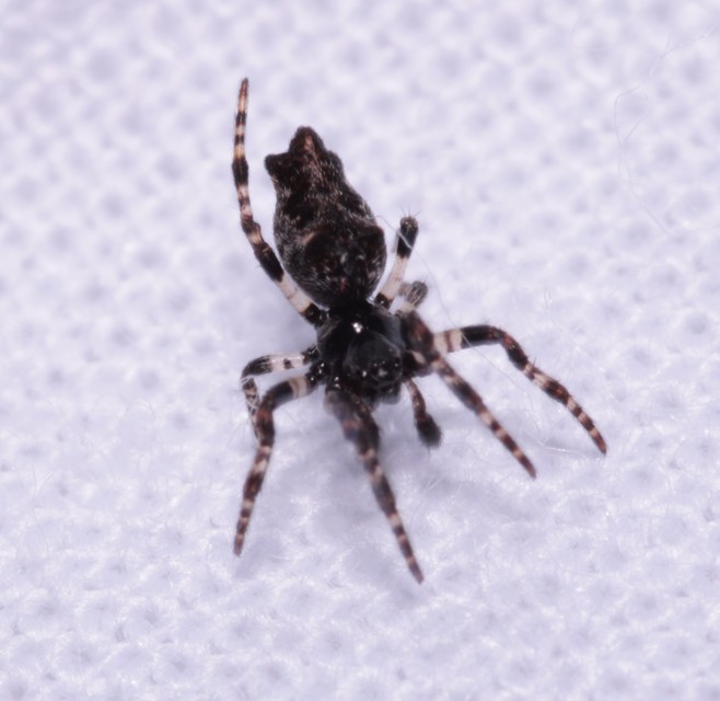 Cyclosa oculata - mediterrán csúcsos-keresztespók