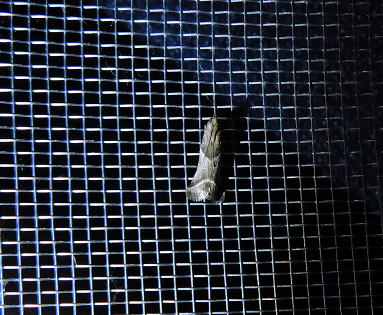Nyctegretis