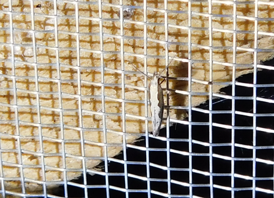 Plutella xylostella - káposztamoly