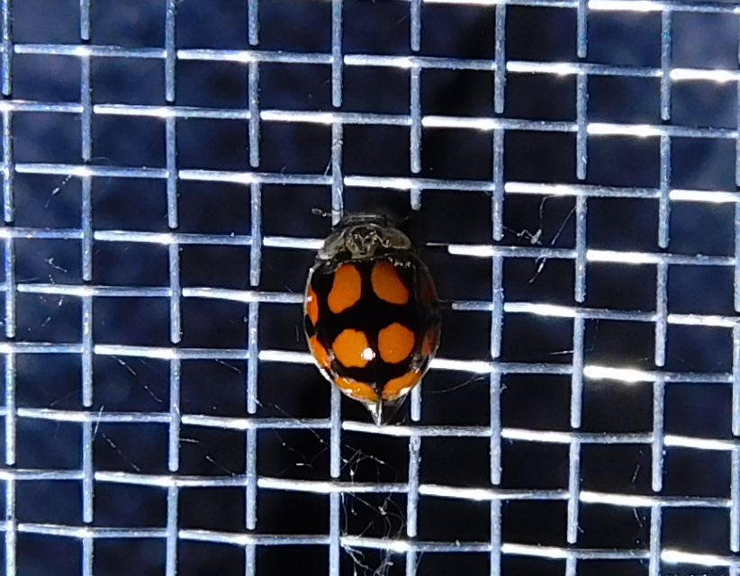Adalia decempunctata - tízpettyes katica