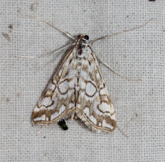 Elophila nymphaeata - tarka vízimoly
