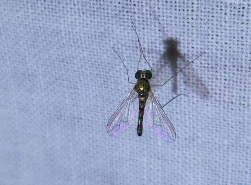 Dolichopodidae - szúnyoglábú legyek