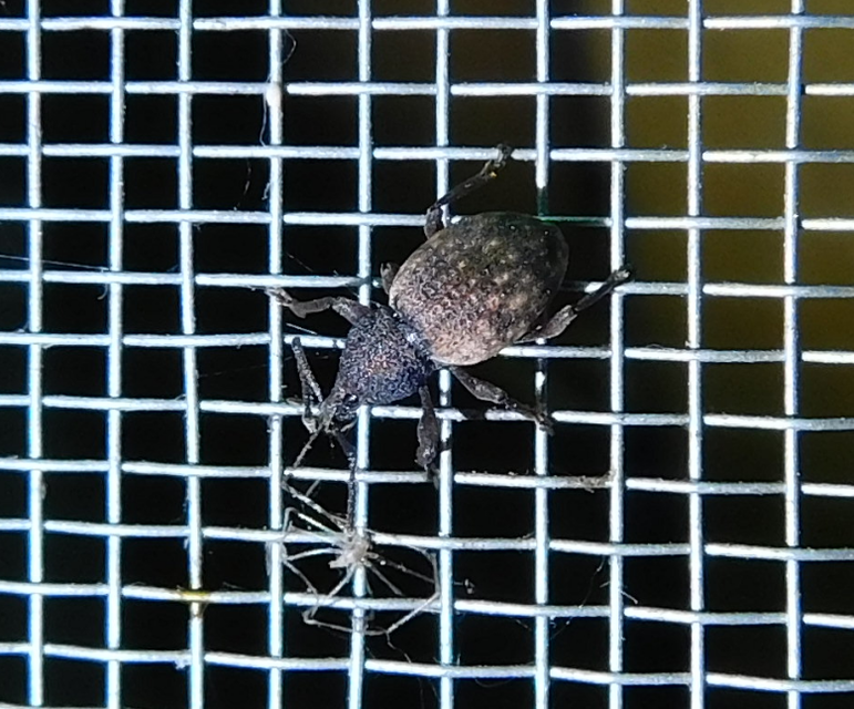 Otiorhynchus raucus - molyhos gyalogormányos
