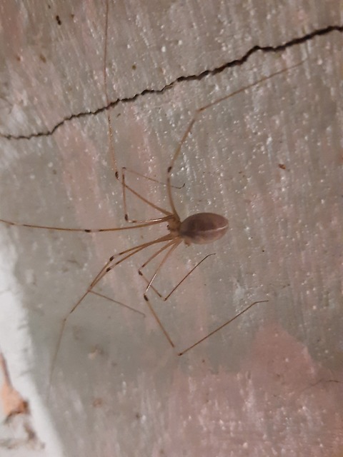 Pholcus phalangioides - nagy álkaszáspók Pholcus phalangioides - nagy álkaszáspók