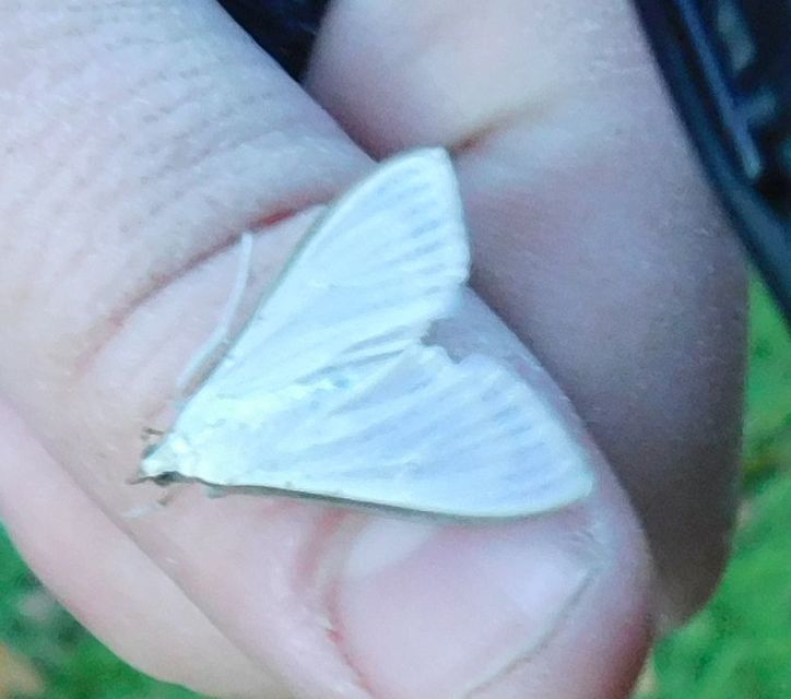 Palpita vitrealis - hófehér tűzmoly