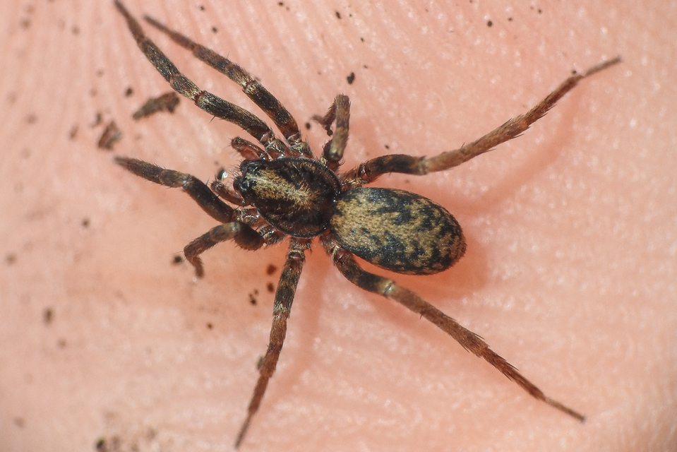 Agroeca cuprea