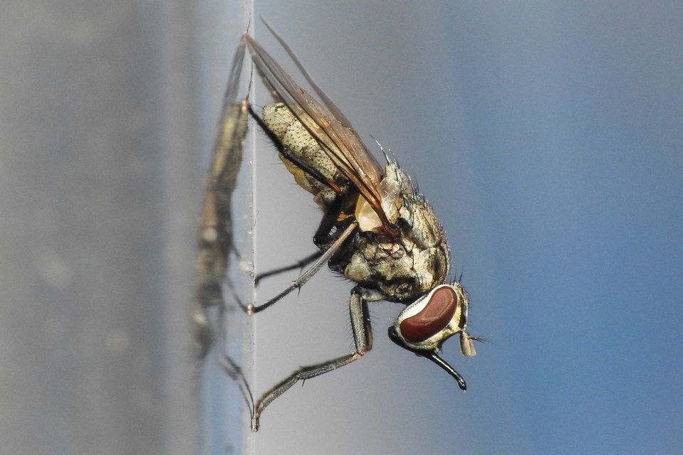 Muscidae - igazi legyek