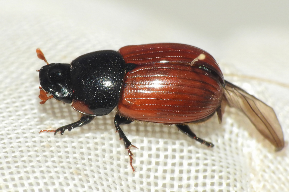 Aphodius fimetarius - feketehasú trágyabogár
