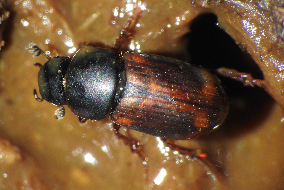 Nobius serotinus