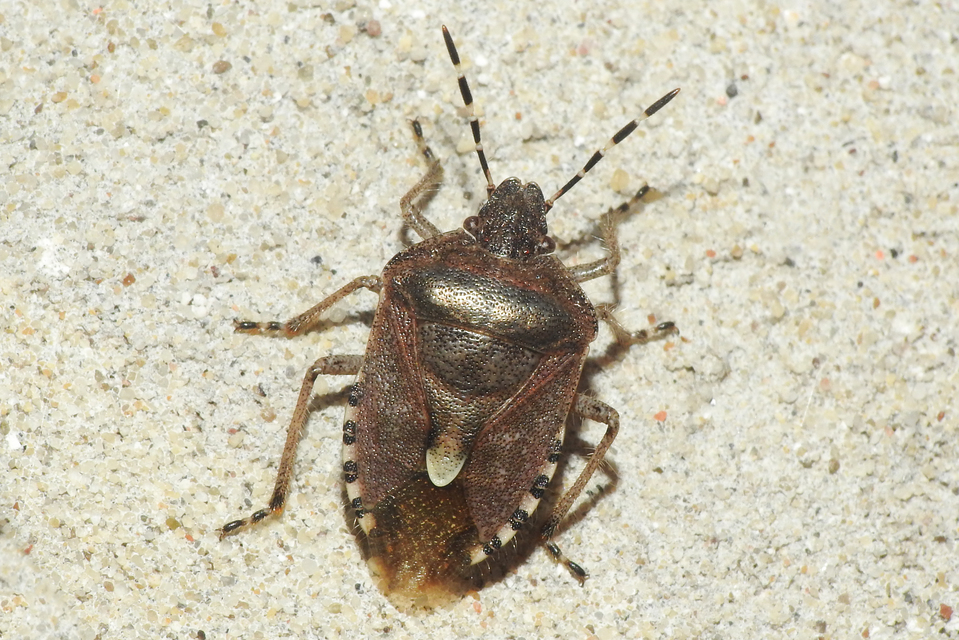 Dolycoris baccarum - közönséges bogyómászó-poloska Dolycoris baccarum - közönséges bogyómászó-poloska