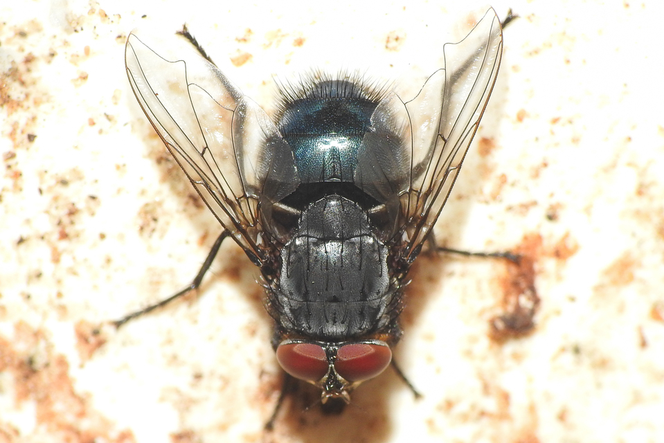 Calliphoridae - dongólegyek