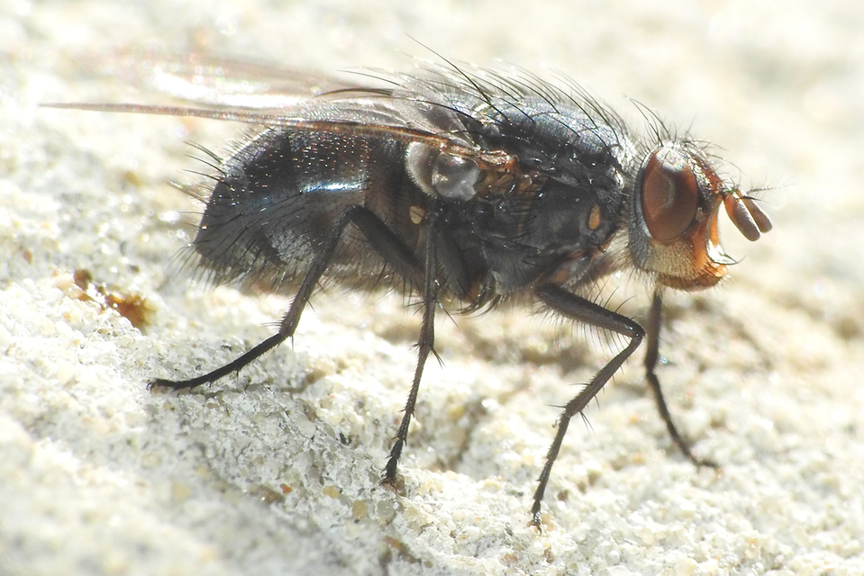 Calliphoridae - dongólegyek