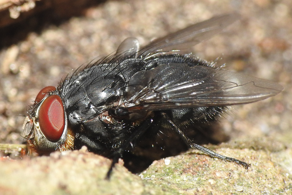 Calliphoridae - dongólegyek