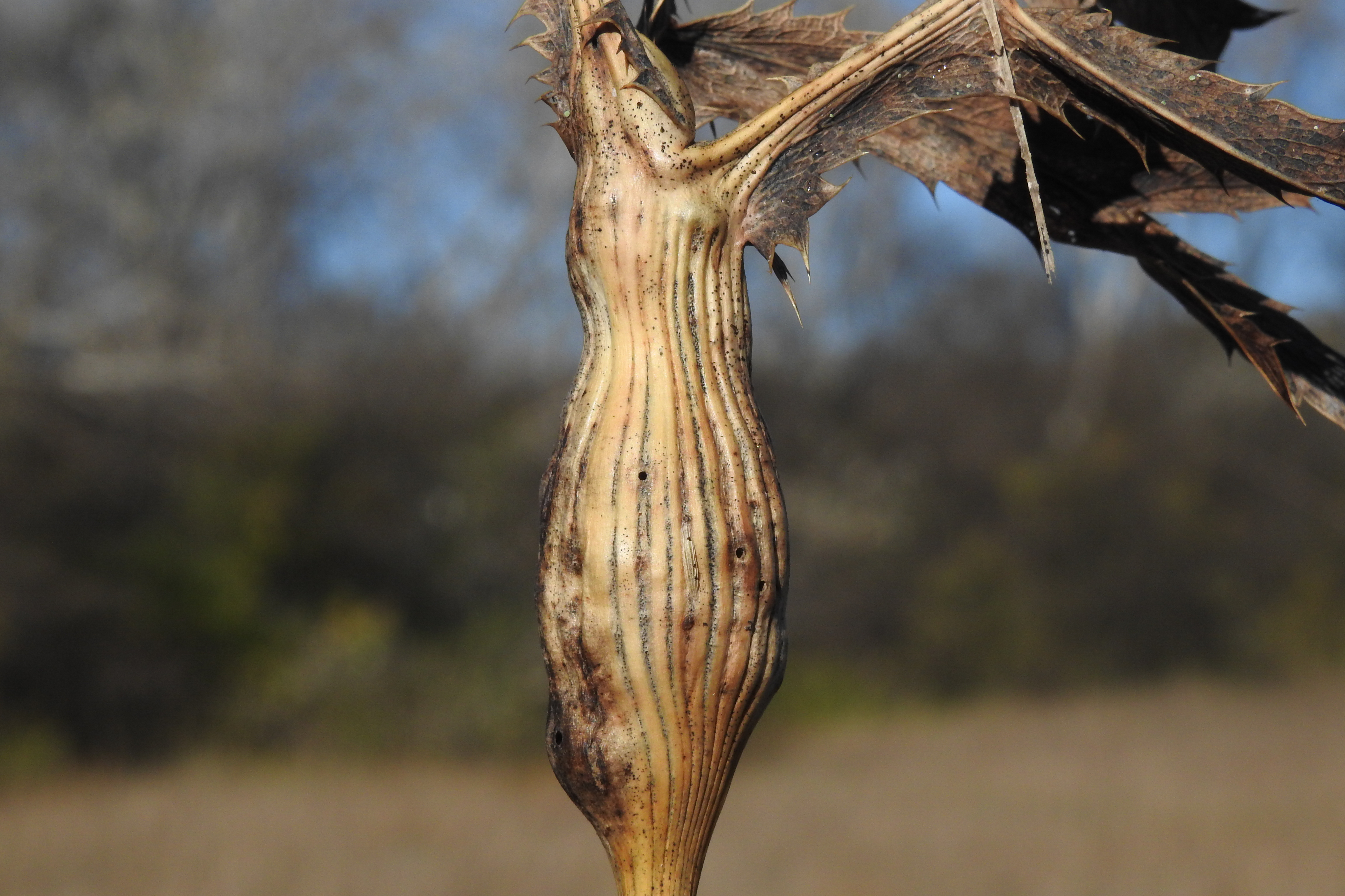 Lasioptera eryngii