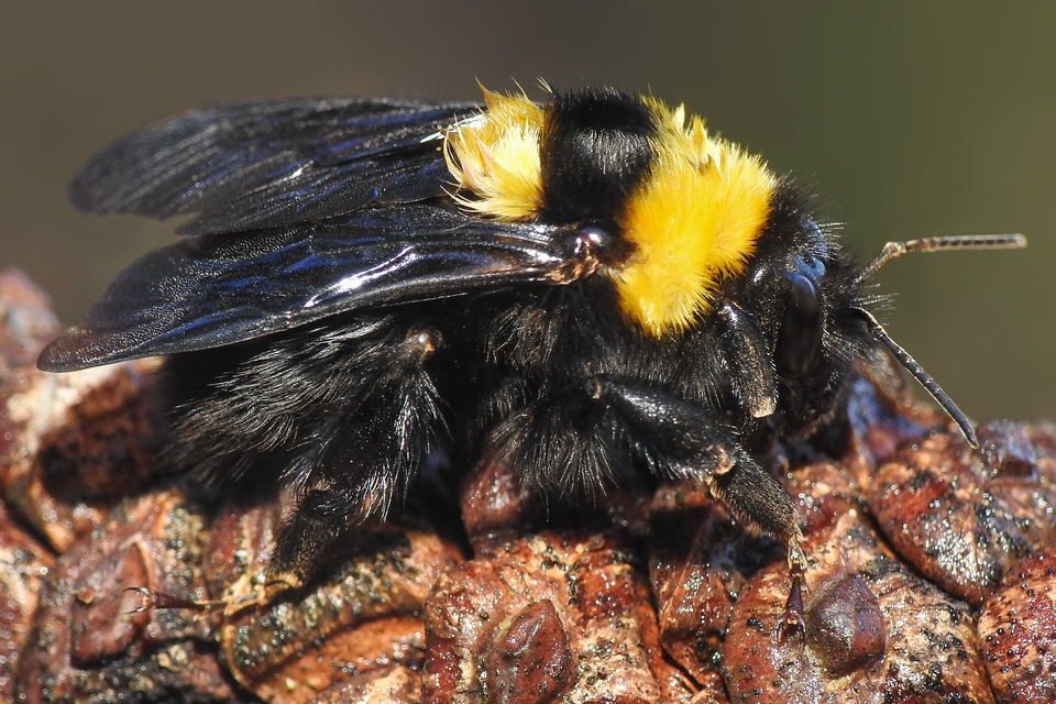 Bombus argillaceus - délvidéki poszméh
