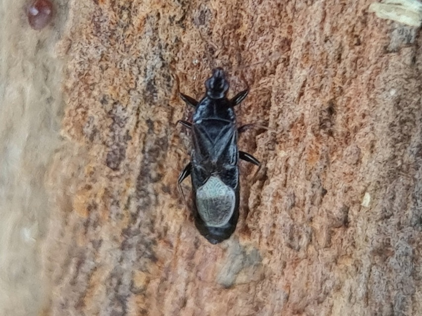Dufouriellus ater Dufouriellus ater