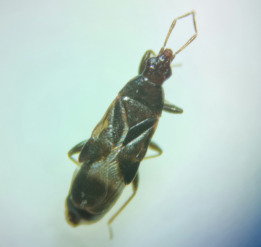 Dufouriellus ater