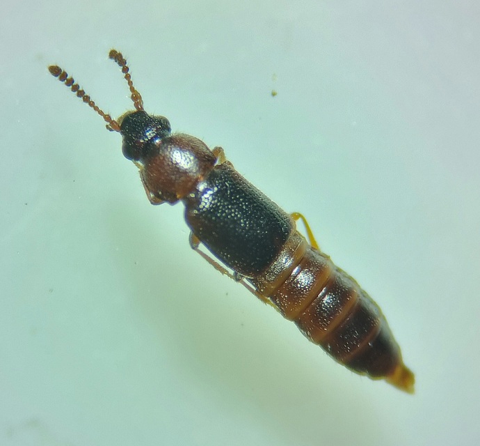 Dropephylla ioptera - fénylő barázdásholyva