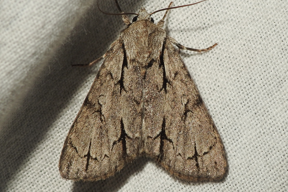 Acronicta cuspis/tridens/psi