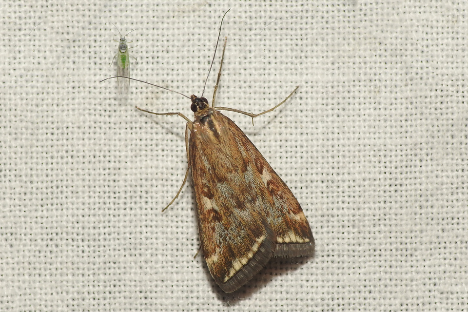 Loxostege sticticalis - muszkamoly