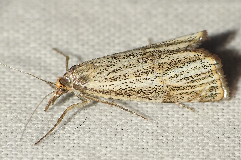 Thisanotia chrysonuchella - tavaszi fűgyökérmoly
