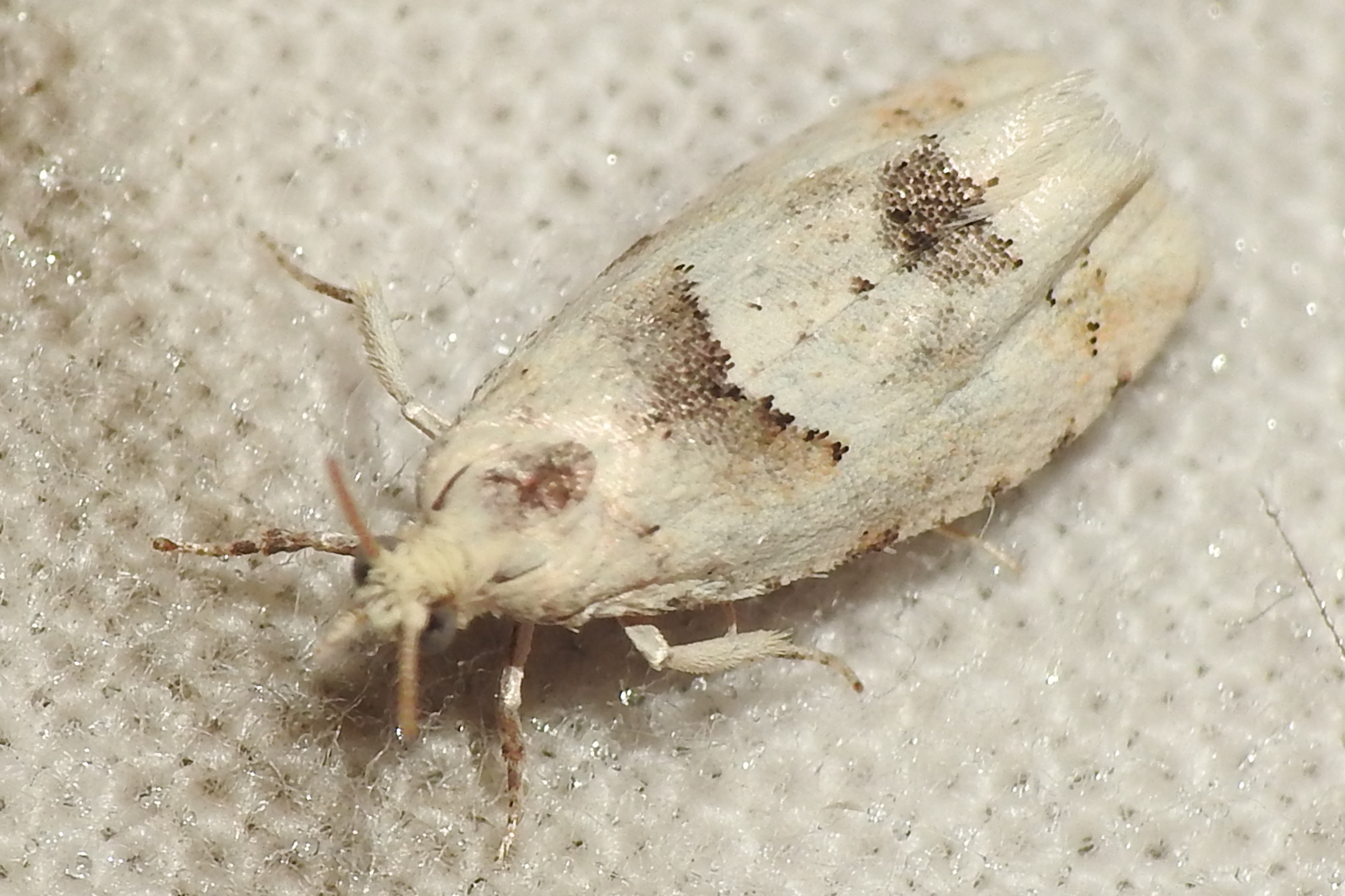 Epinotia bilunana - félholdas tükrösmoly