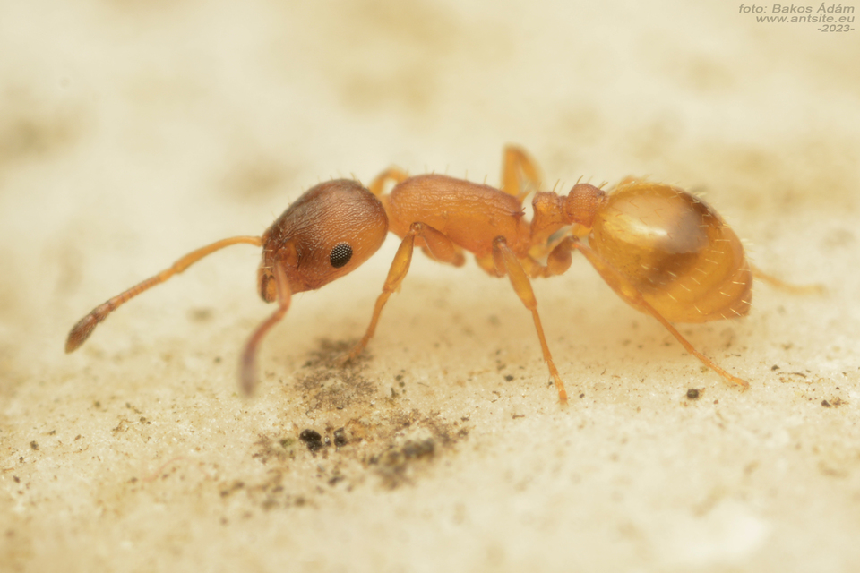 Temnothorax unifasciatus - gyűrűs kéreghangya