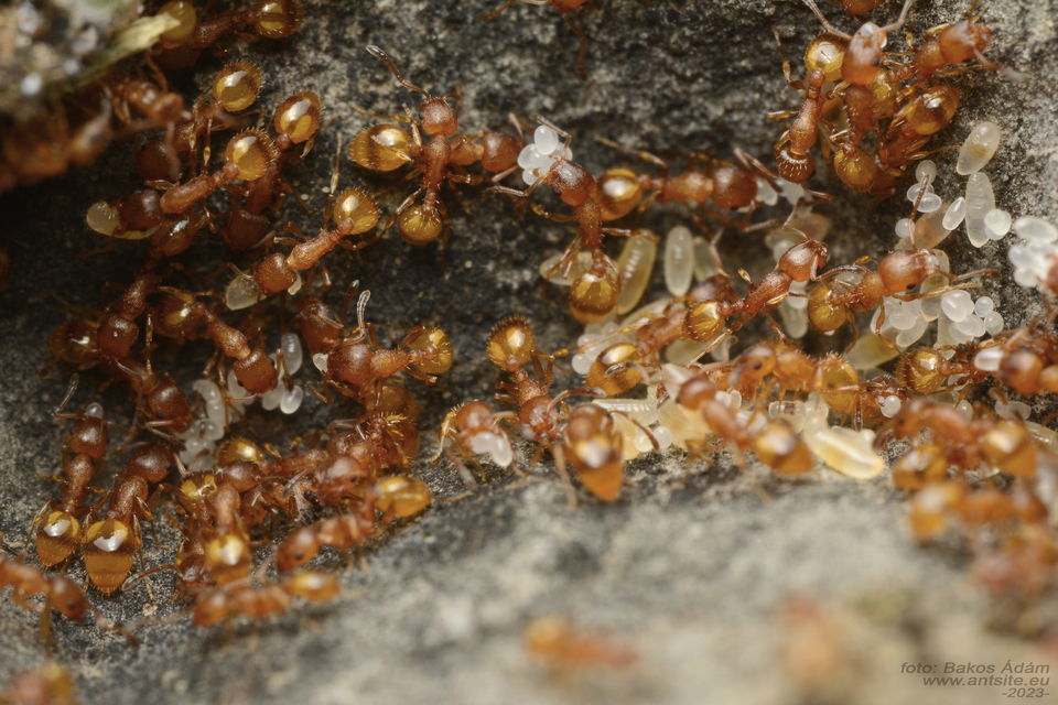 Temnothorax unifasciatus - gyűrűs kéreghangya