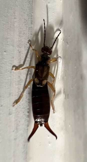 Forficula auricularia - közönséges fülbemászó