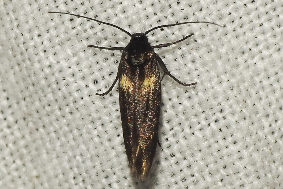 Scythris sinensis - aranyfarú zöldmoly