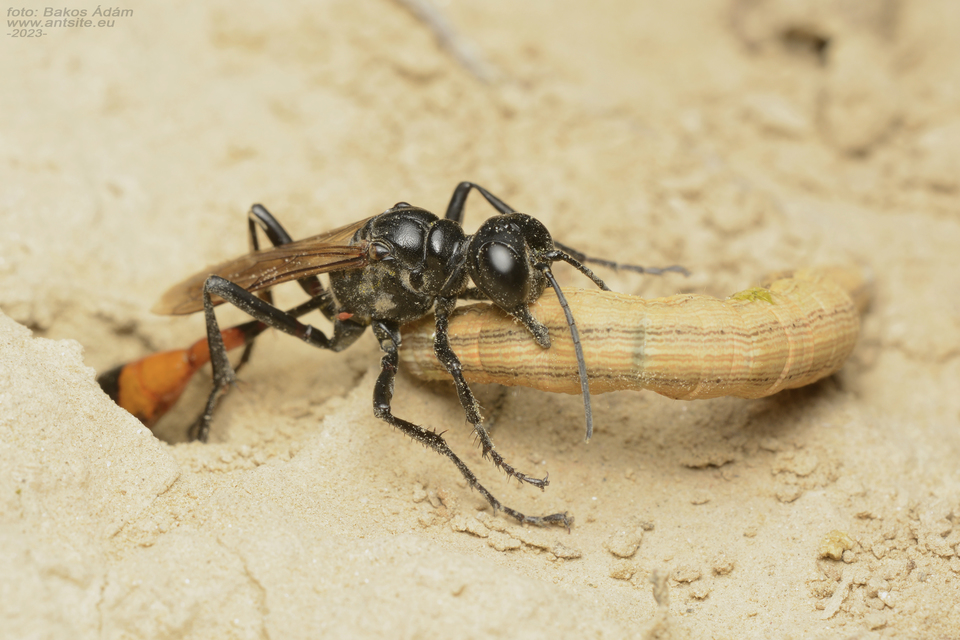 Ammophila sabulosa - homoki hernyóölődarázs