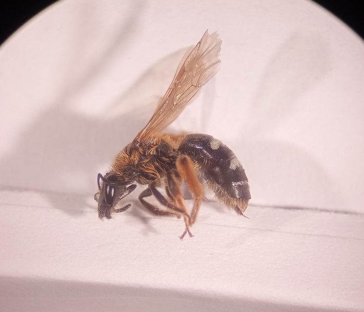 Lasioglossum xanthopus