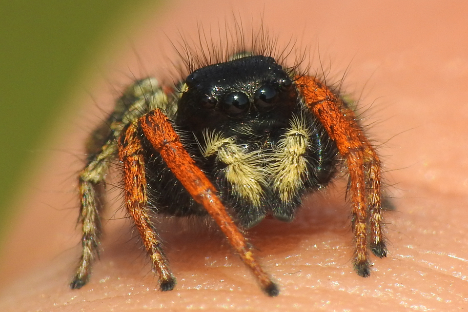 Philaeus chrysops - piros ugrópók