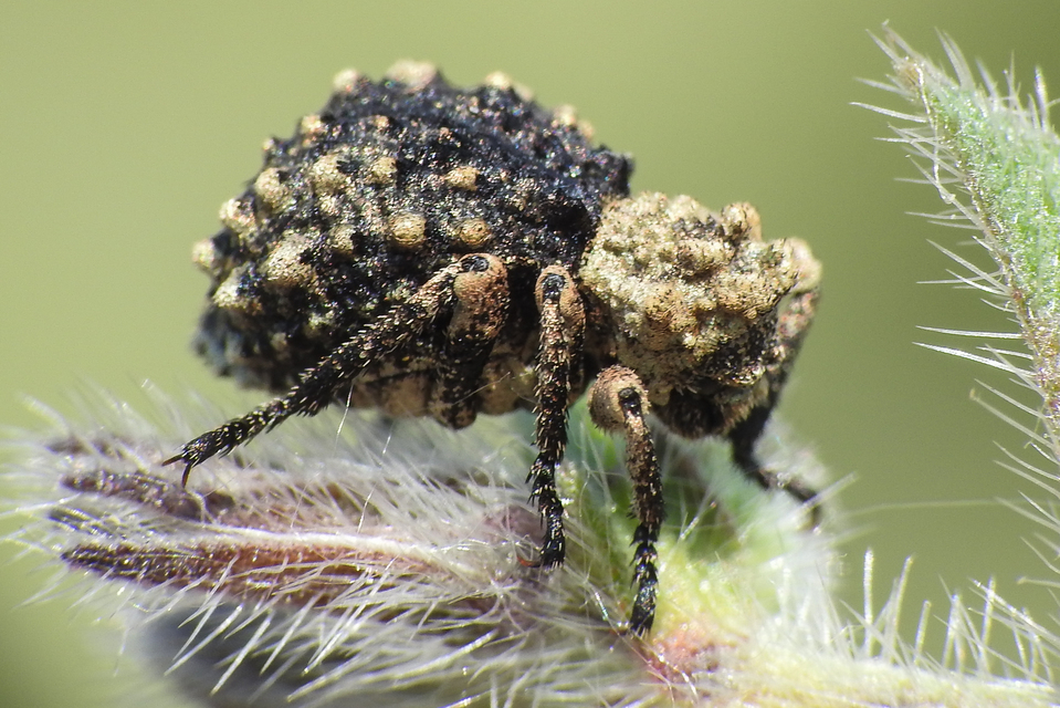 Herpes porcellus - bütyköshátú ormányos