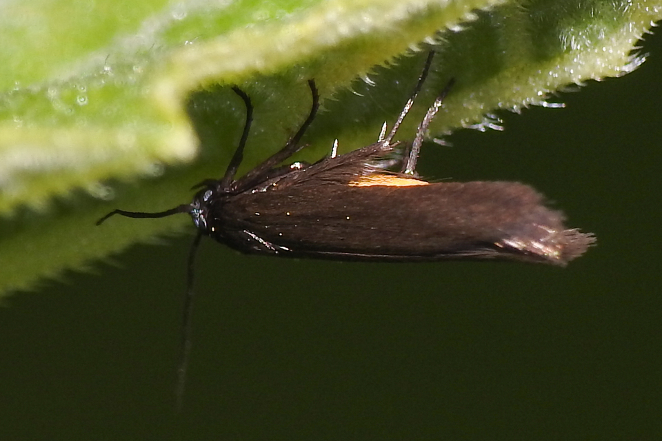 Scythris sinensis - aranyfarú zöldmoly